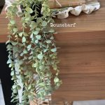 گیاه اکالیپتوس